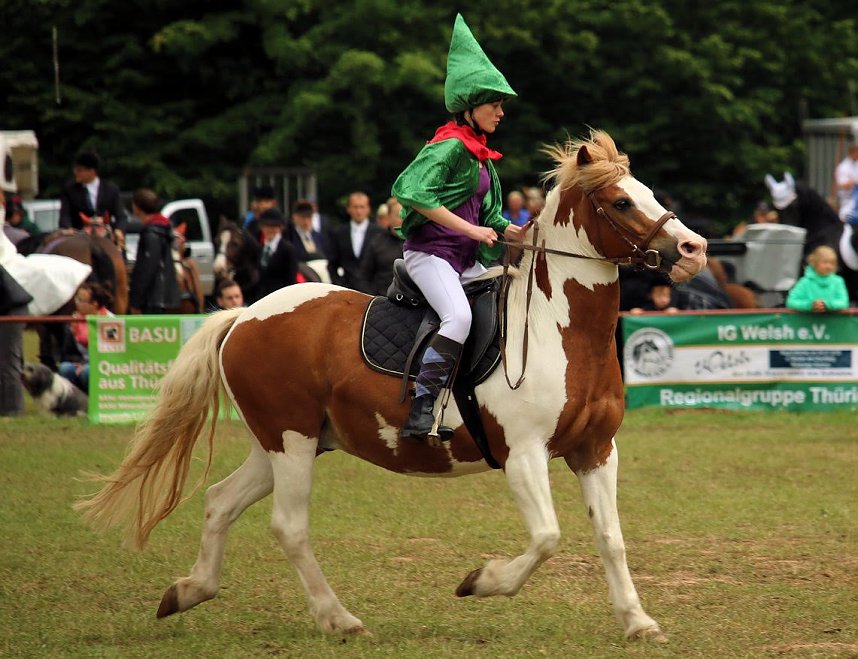 Pferde, Pferde und nochmals Pferde