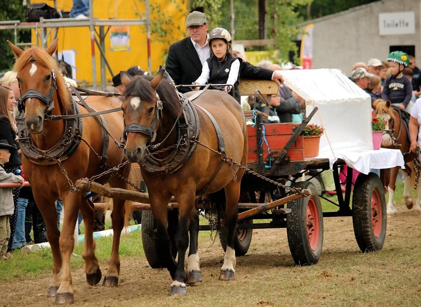 Pferde, Pferde und nochmals Pferde