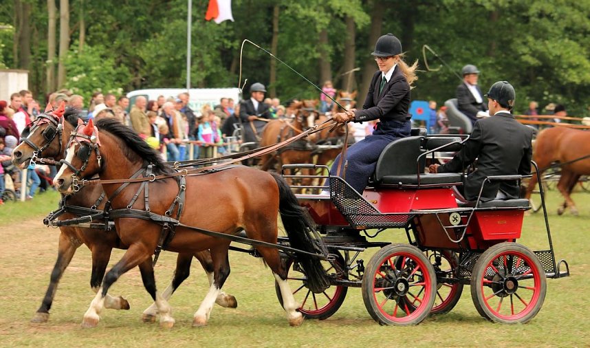 Pferde, Pferde und nochmals Pferde