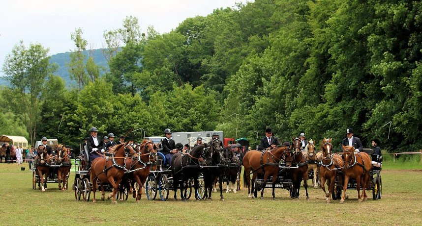 Pferde, Pferde und nochmals Pferde