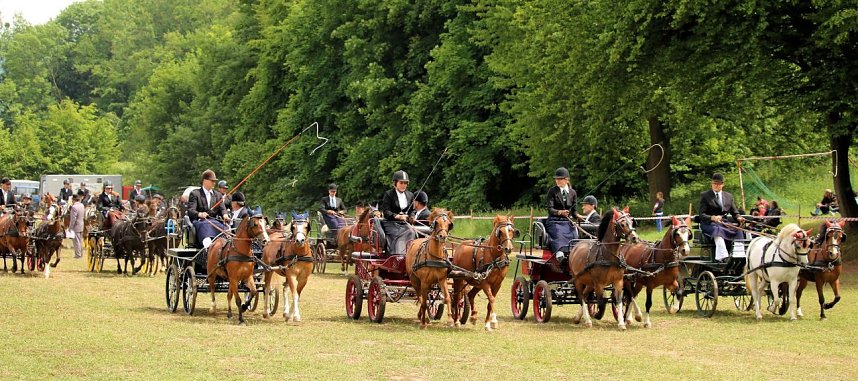 Pferde, Pferde und nochmals Pferde