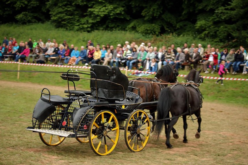 Pferde, Pferde und nochmals Pferde