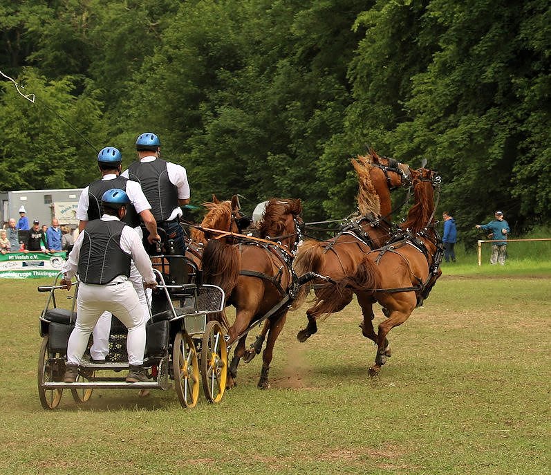 Pferde, Pferde und nochmals Pferde