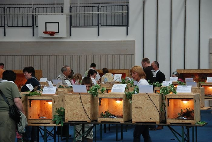 Welt der Reptilien in der Wiedingsburghalle