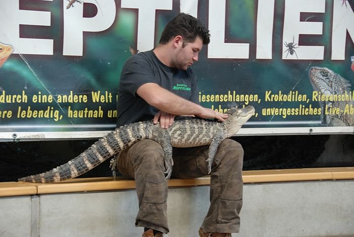 Welt der Reptilien in der Wiedingsburghalle