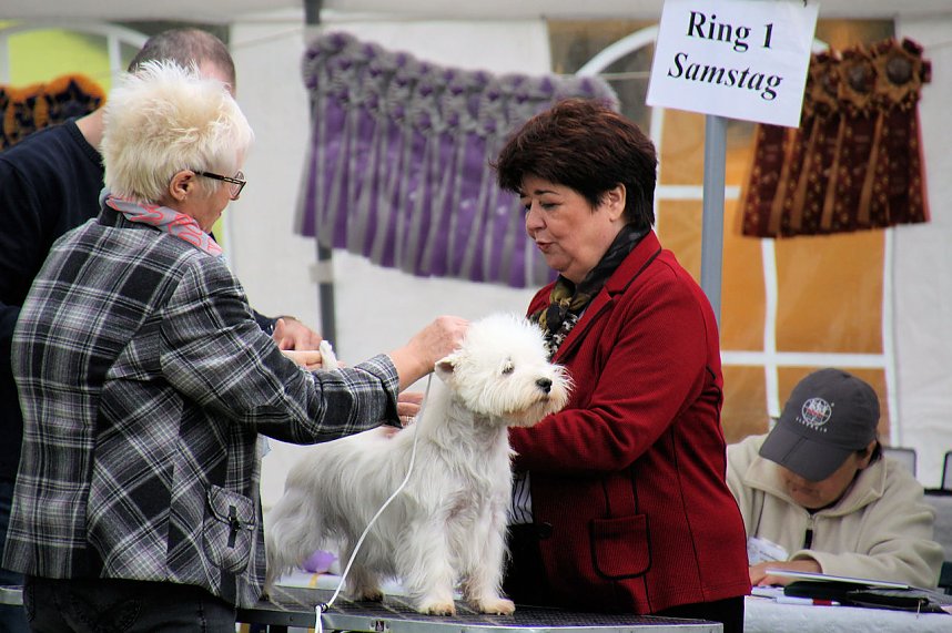 Hunde auf dem Possen