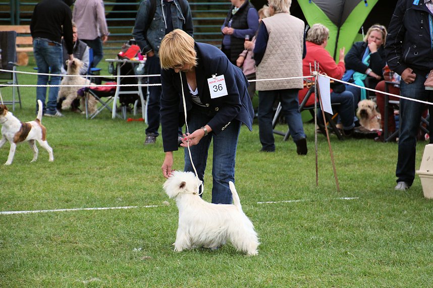 Hunde auf dem Possen