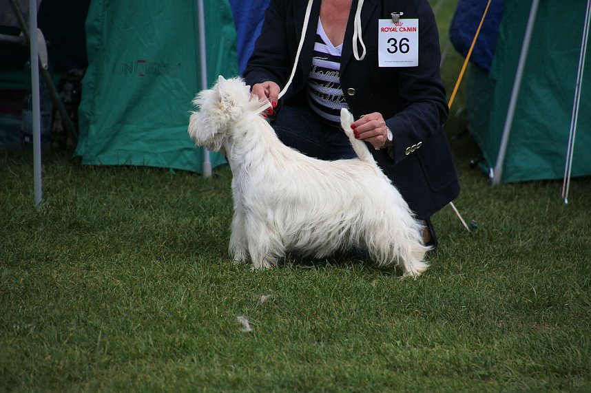 Hunde auf dem Possen