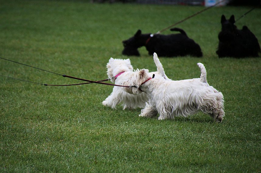 Hunde auf dem Possen