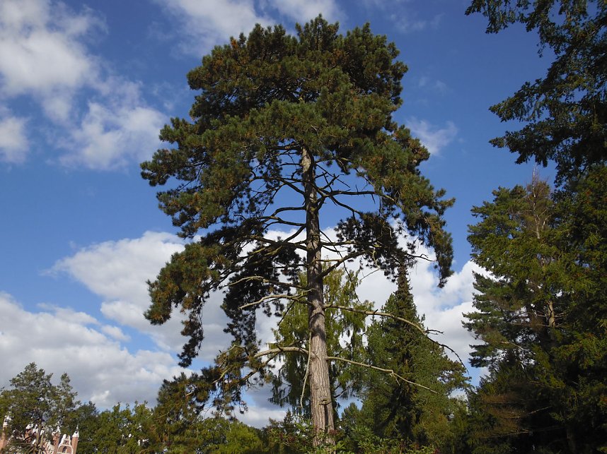 Der W&ouml;rlitzer Park