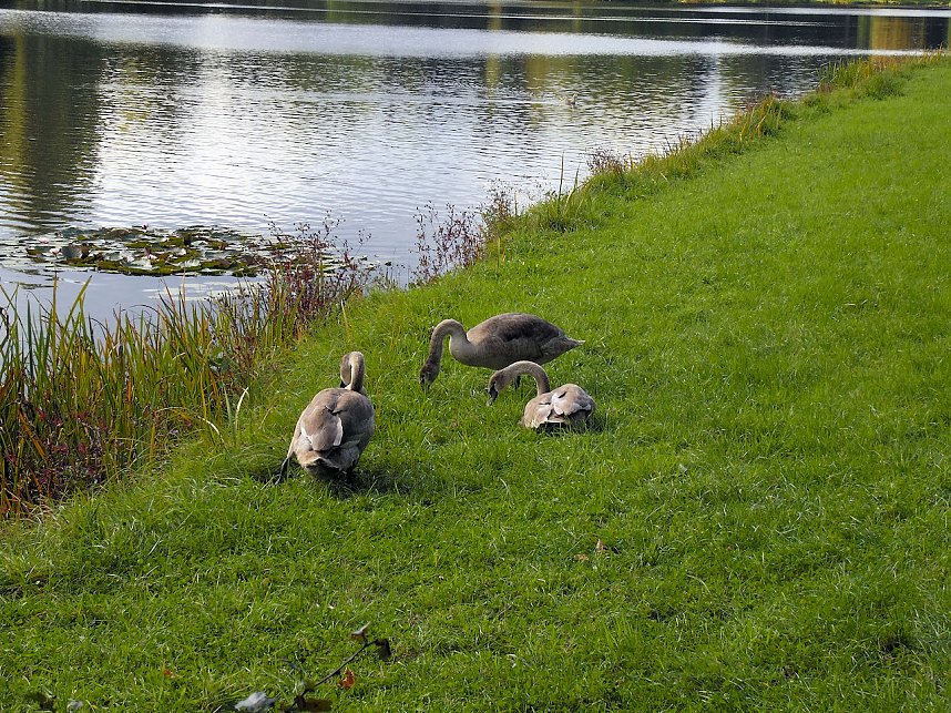 Der W&ouml;rlitzer Park