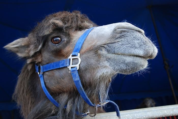 Circus Rolina gastiert in Nordhausen 