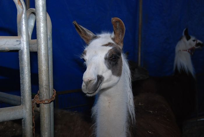Circus Rolina gastiert in Nordhausen 