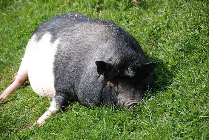 Tierheimfest  in Nordhausen