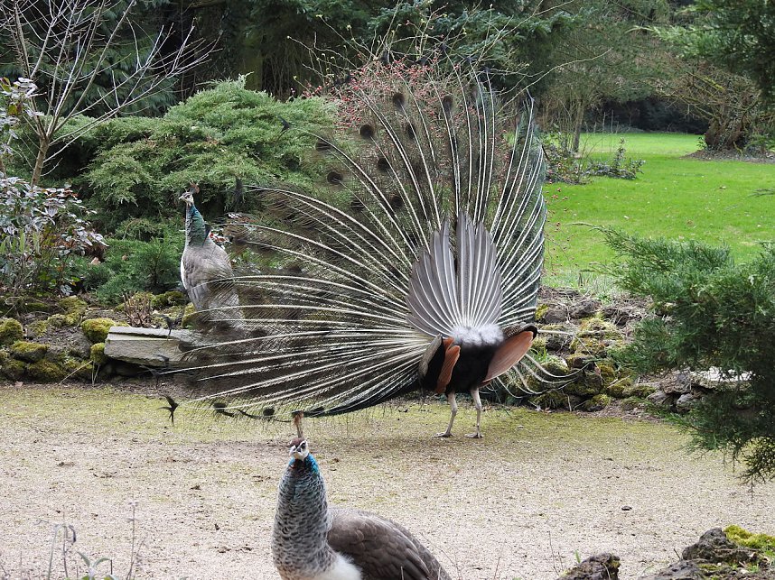 Fr&uuml;hlingserwachen in der Vogelwelt