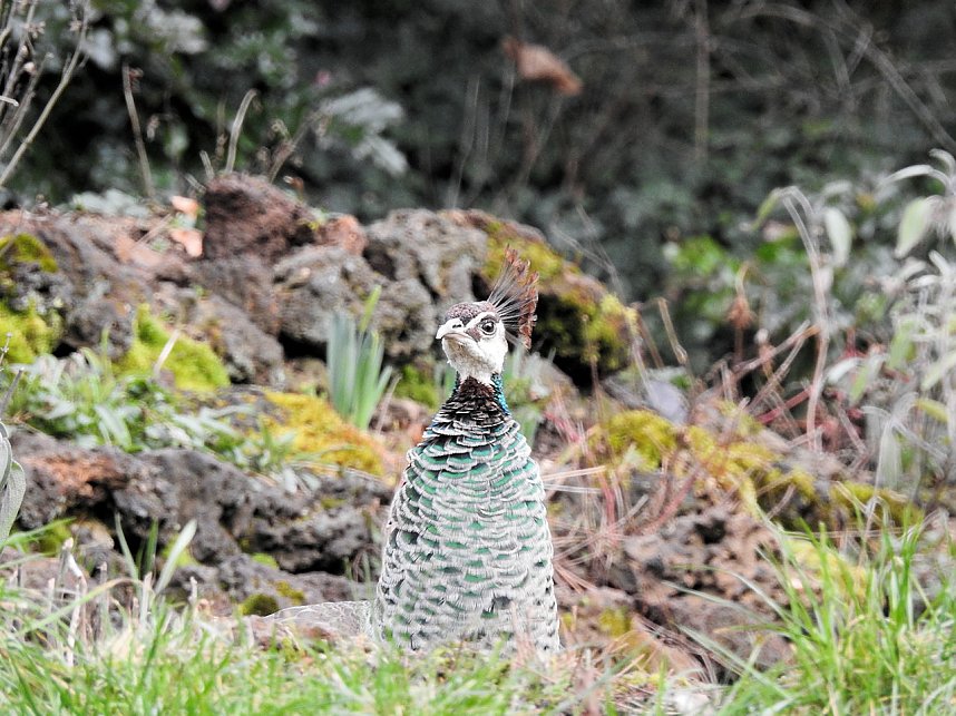Fr&uuml;hlingserwachen in der Vogelwelt