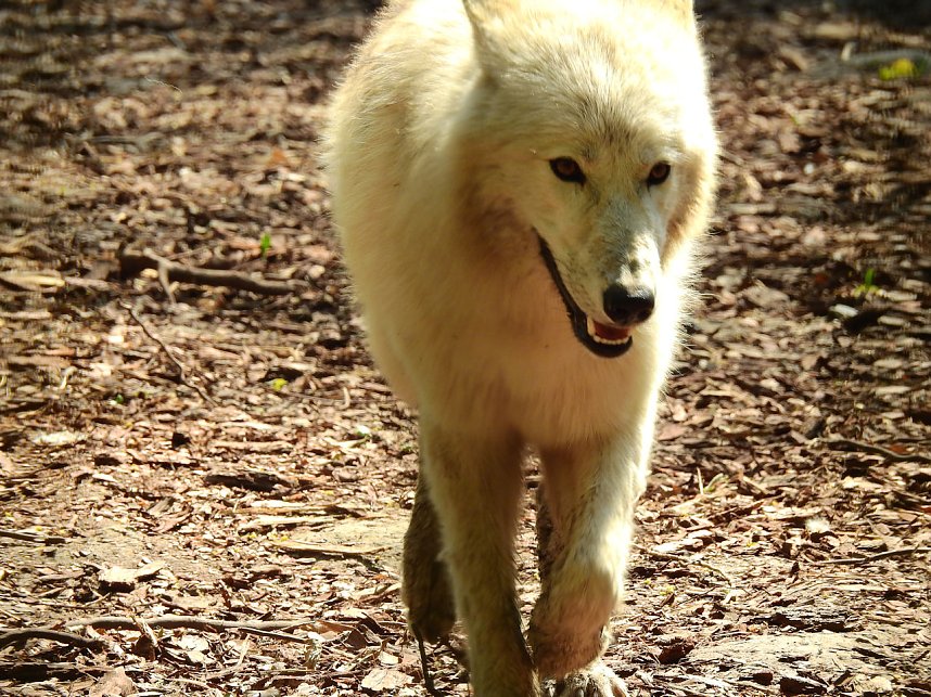 Peter Blei unterwegs in K&ouml;then
