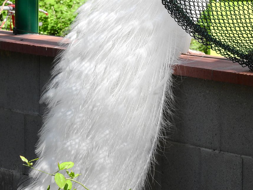 Peter Blei unterwegs in K&ouml;then