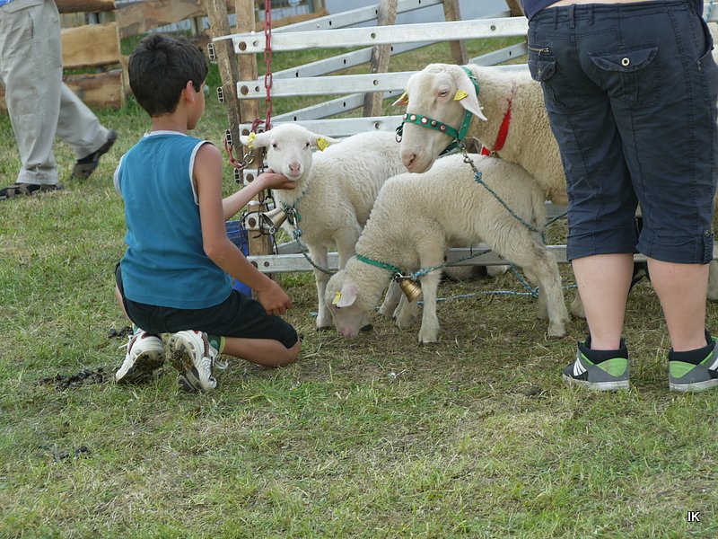 Fest der L&auml;mmerschw&auml;nze