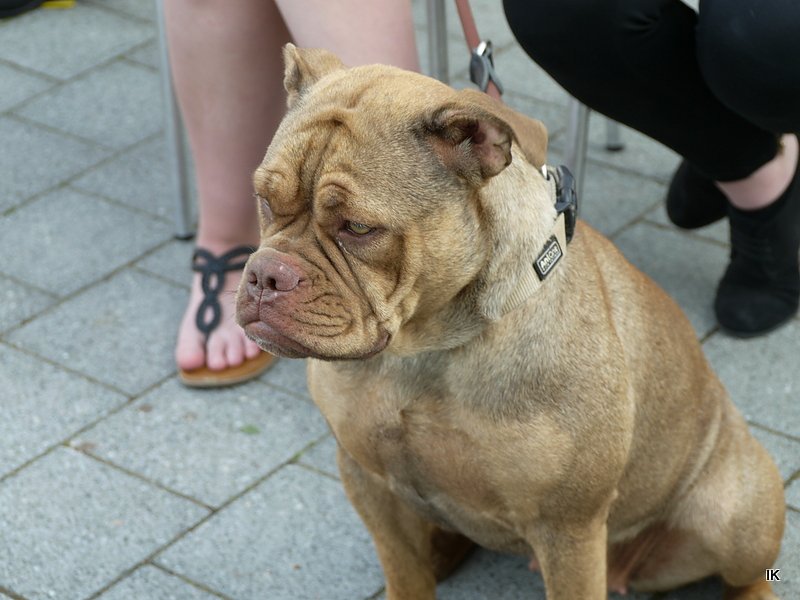 Fest der L&auml;mmerschw&auml;nze