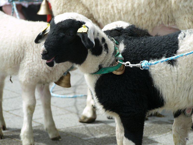 fest der L&auml;mmerschw&auml;nze
