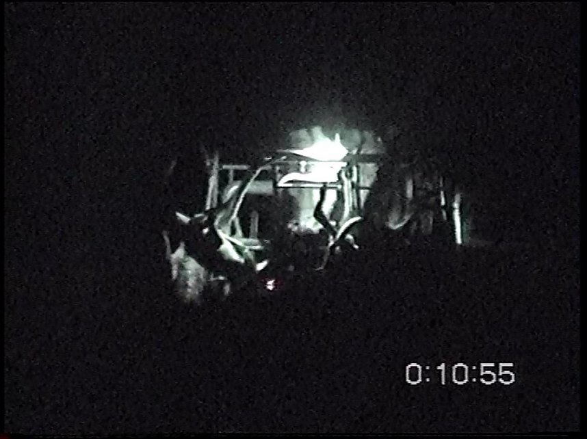 Grausame Jagd auf K&auml;ngurus