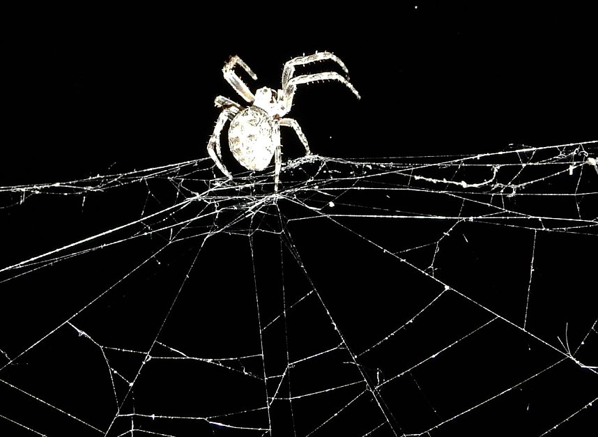 Spinnen im Mondschein am Goitzsche See