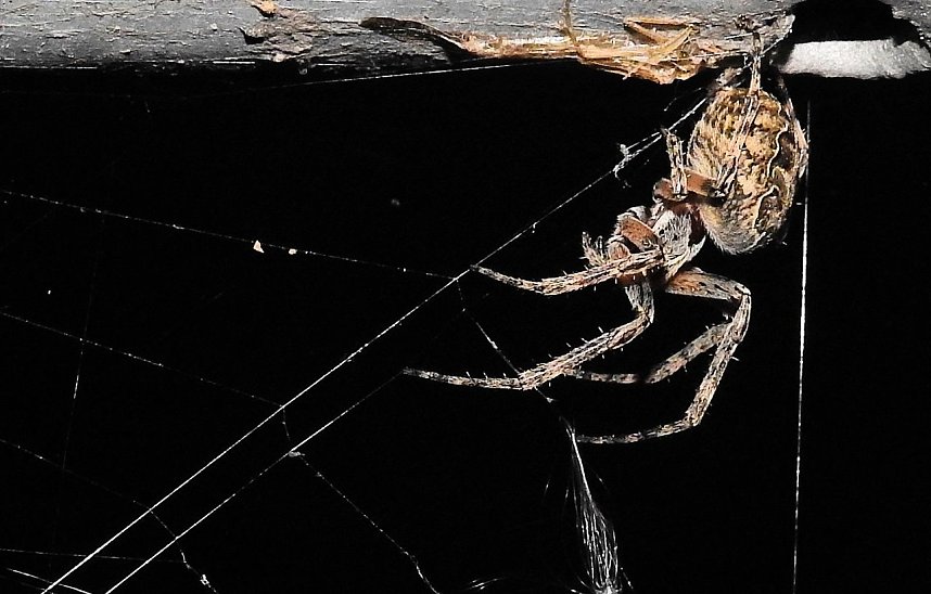 Spinnen im Mondschein am Goitzsche See