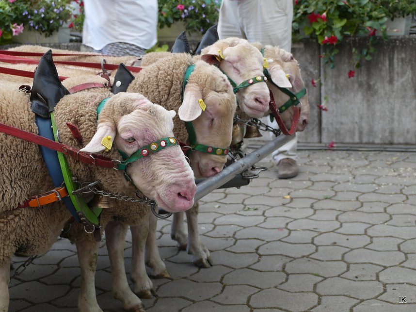 Eichsfelder Bauernmarkt
