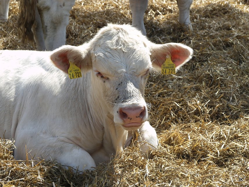 Eichsfelder Bauernmarkt