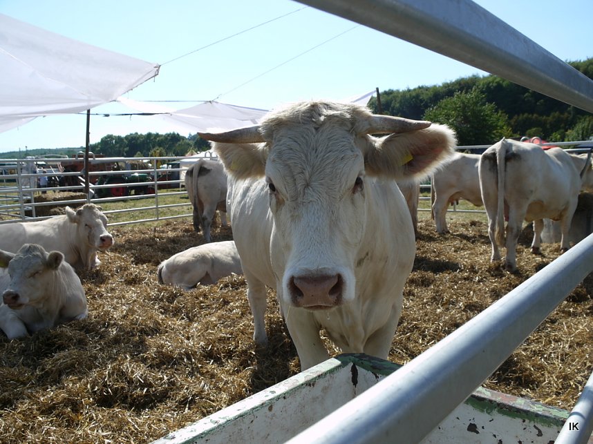 Eichsfelder Bauernmarkt