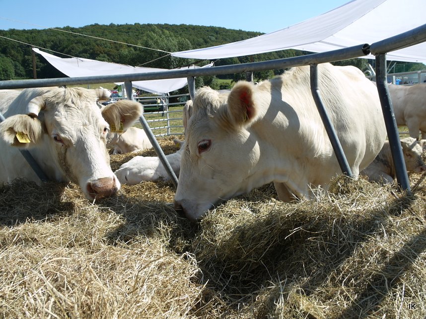 Eichsfelder Bauernmarkt
