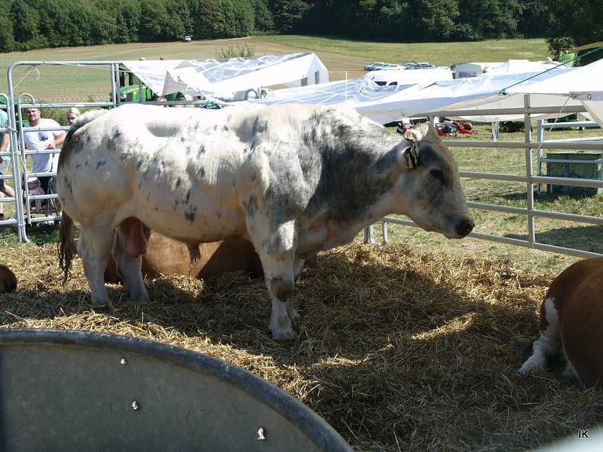 Eichsfelder Bauernmarkt