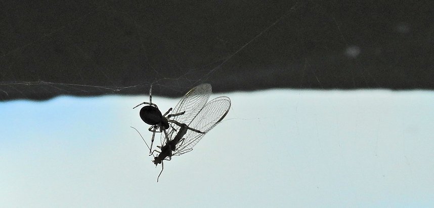 Der Kampf ums &Uuml;berleben