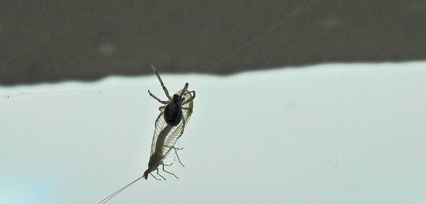 Der Kampf ums &Uuml;berleben