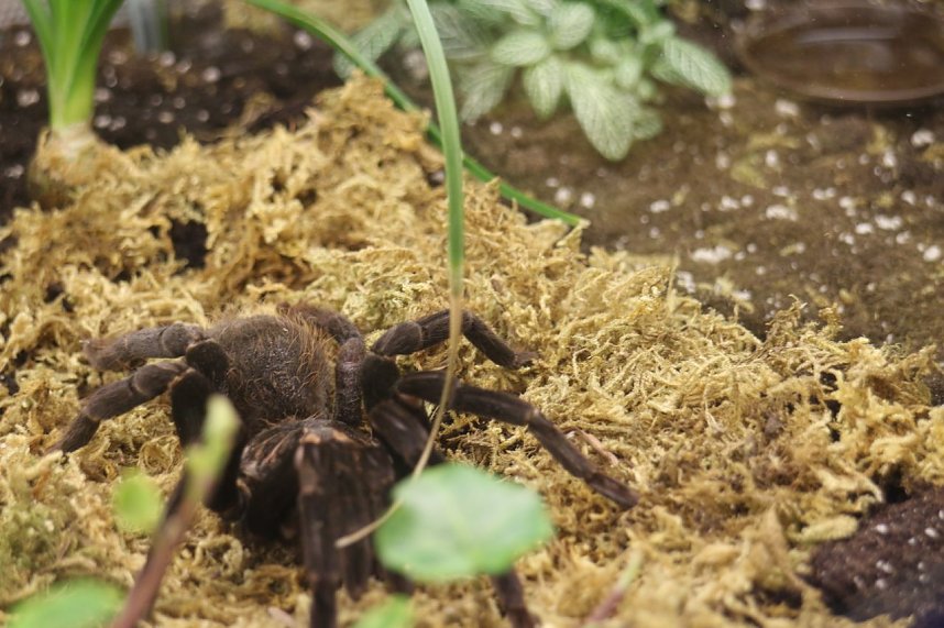 Gr&uuml;ne Woche 2017 in Berlin