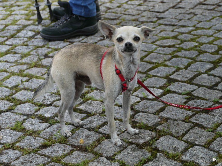 Eichsfelder Wandertag in Kreuzebra am 2. Juli 2017