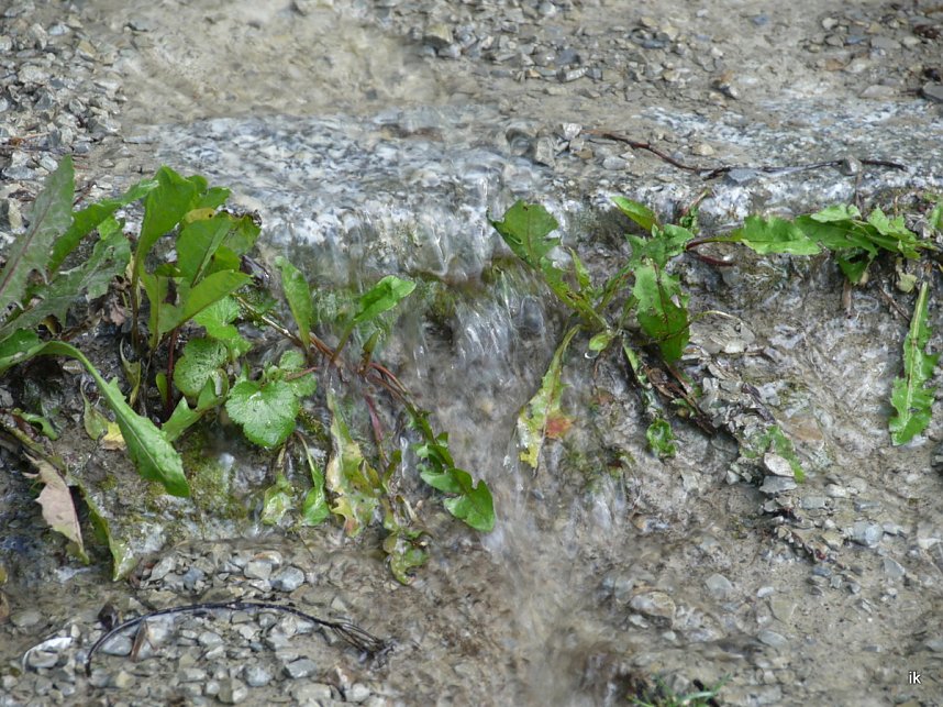 Quellen sprudeln &uuml;ber im B&auml;renpark