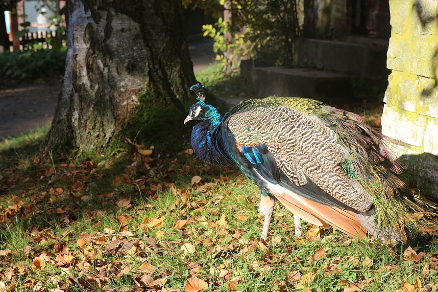 Goldener Herbst im B&auml;renpark Worbis