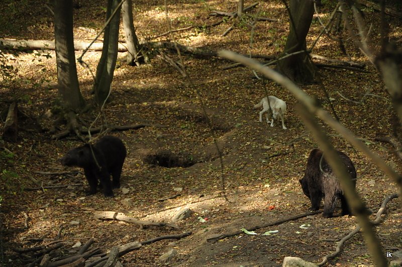 Heute im B&auml;renpark