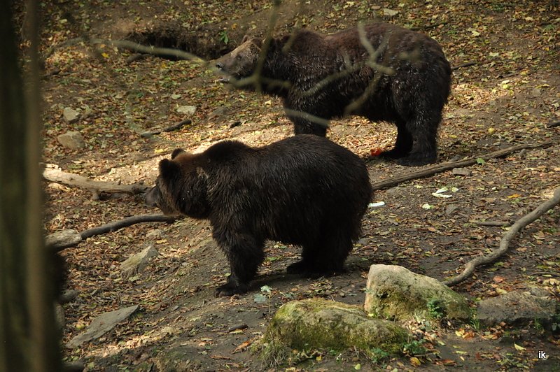 Heute im B&auml;renpark