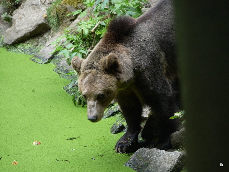 Spende f&uuml;r den B&auml;renpark