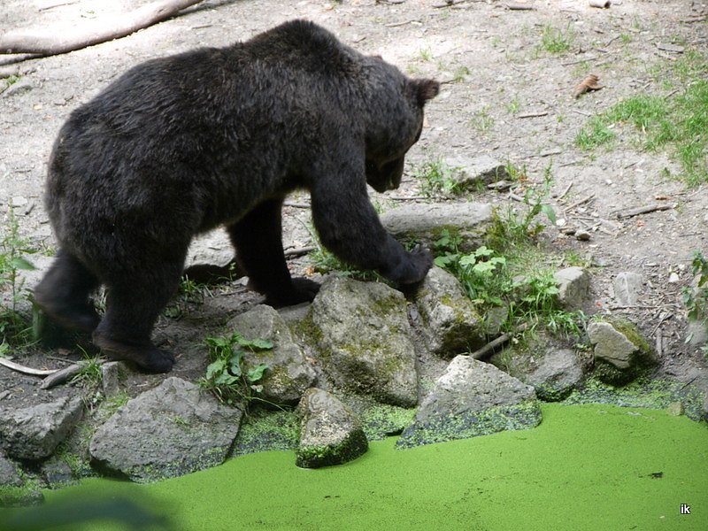 Spende f&uuml;r den B&auml;renpark
