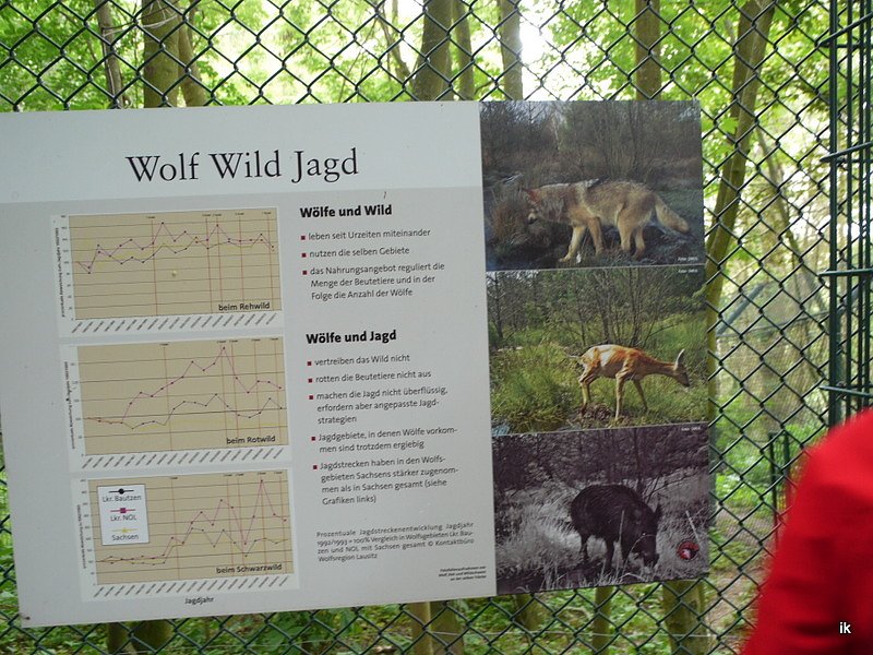 Ferienaktion Wolfsspur