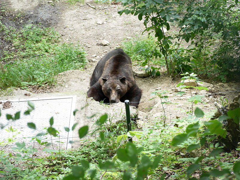 Ferienaktion Wolfsspur