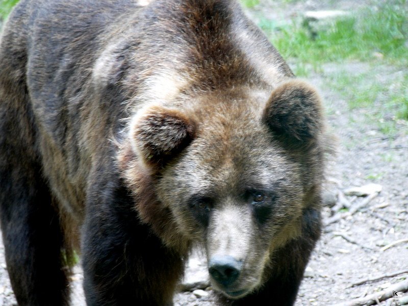 Ferienaktion Wolfsspur