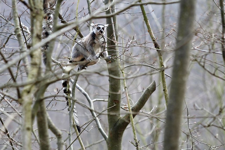 Besuch im Affenpark Strau&szlig;berg