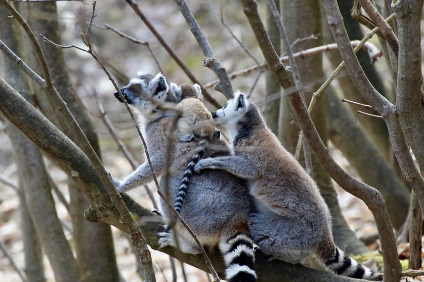 Besuch im Affenpark Strau&szlig;berg