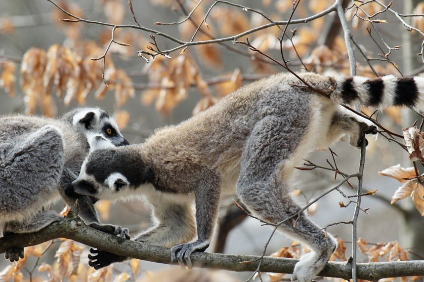 Besuch im Affenpark Strau&szlig;berg
