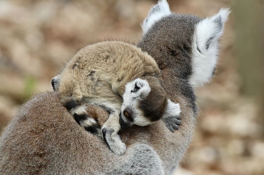 Besuch im Affenpark Strau&szlig;berg